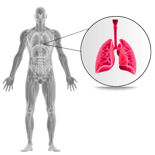 respiratory overview 2