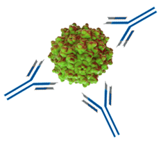 Neutralizing Anti-bodies